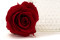 Stabilized rose Kiara XL - Bulk of 72 units - Vibrant Red 2