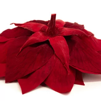 Poinsettia stabilis&eacute; Rouge (x4)