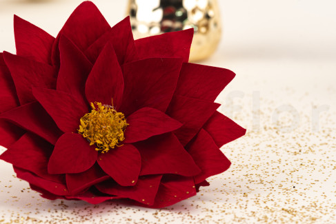 Poinsettia Stabilized - Box of 4 - Red