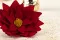 Flor de Pascua preservada Rojo (x4) 3
