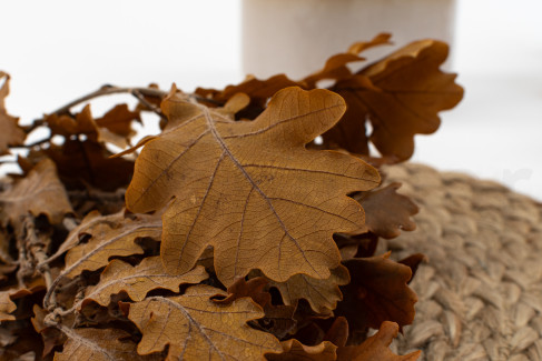 Preserved Oak - Yellow