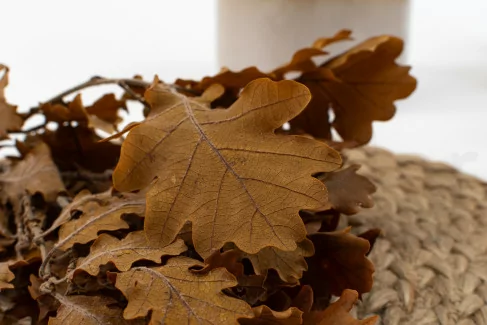 Quercia stabilizzata Giallo