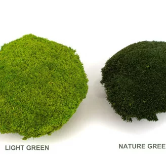 Muschio a Sfera stabilizzato Light Green (Cartone sfuso)