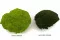 Preserved Ball Moss Nature Green (Bulk Box) 13