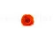 Preserved Rose XL Orange (x6) 7