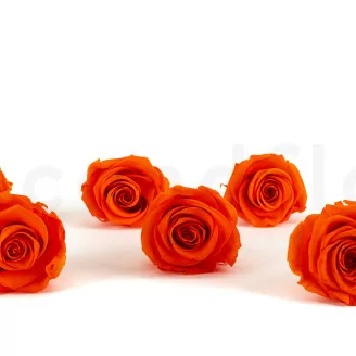 Rose stabilis&eacute;e XL Orange (x6)