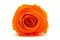 Konservierte Rose XL Orange (x6) 4