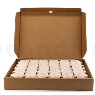 Preserved Rose XL Pink Blush - Bulk (x72)