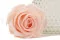 Rose stabilis&eacute;e XL Pink Blush - Vrac (x72) 2