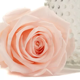 Konservierte Rose XL Pink Blush - Gro&szlig;packung (x72)