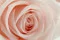 Rosa stabilizzata XL Pink Blush - Grande formato (x72) 4