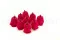 Rosa stabilizzata M Hot pink (x9) 2