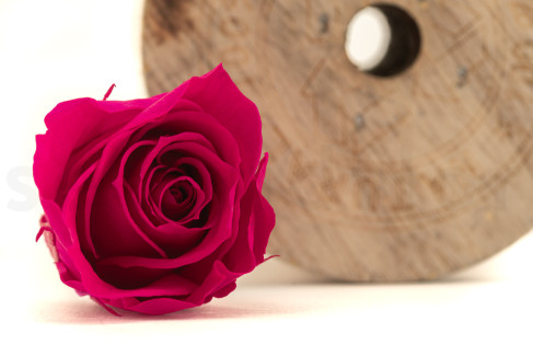 Rosa preservata Kiara M - Scatola da 9 - Hot pink