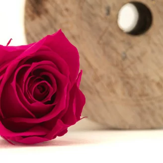 Rose stabilis&eacute;e M Hot Pink (x9)
