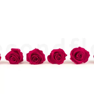 Rose stabilis&eacute;e XL Hot Pink (x6)