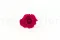 Rose stabilis&eacute;e XL Hot Pink (x6) 10