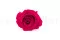 Rose stabilis&eacute;e XL Hot Pink (x6) 4