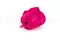 Rose stabilis&eacute;e XL Hot Pink (x6) 8
