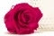 Rosa preservada XL Hot Pink - Granel (x72) 2