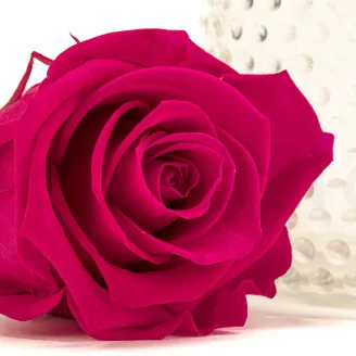 Preserved Rose XL Hot Pink - Bulk (x72)
