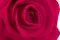 Rosa stabilizzata XL Hot Pink - Grande formato (x72) 4
