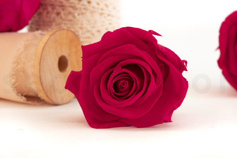 Preserved rose Kiara XL - Box of 6 - Hot Pink