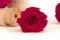 Rosa stabilizzata XL Hot Pink (x6) 1