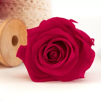 Rosa preservada XL Hot pink (x6)