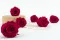 Preserved Rose XL Hot Pink - Bulk (x432) 6
