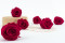 Rosa stabilizzata Kiara XL - Sfuso 432 unità - Hot Pink 6
