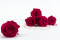 Rosa stabilizzata Kiara XL - Sfuso 432 unità - Hot Pink 2