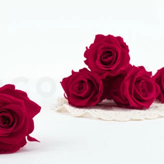 Rosa preservada XL Hot Pink - Granel (x432)