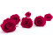 Rosa stabilizzata Kiara XL - Sfuso 432 unità - Hot Pink 8