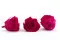 Konservierte Rose XL Hot Pink - Gro&szlig;packung (x432) 3