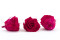 Rosa stabilizzata Kiara XL - Sfuso 432 unità - Hot Pink 3