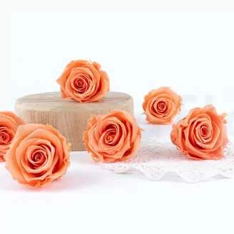 Preserved Rose XL Papaya (x6)