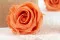 Preserved Rose XL Papaya (x6) 4