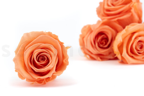 Preserved rose Kiara XL - Box of 6 - Papaya