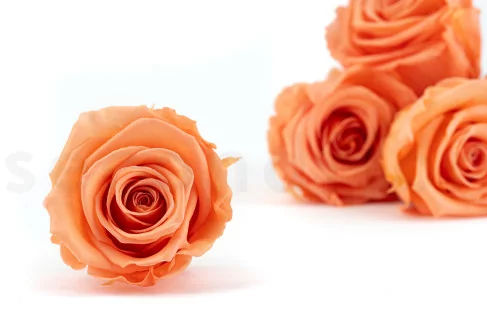 Rosa stabilizzata XL Papaya (x6)