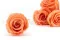 Preserved Rose XL Papaya (x6) 1