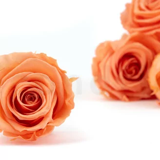 Preserved Rose XL Papaya (x6)