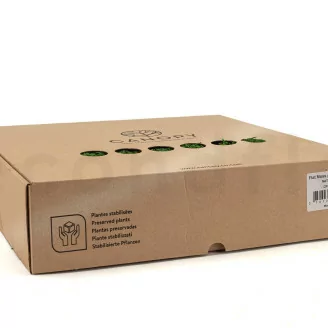 Preserved Flat Moss (Box)
