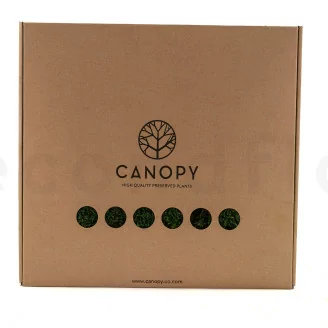 Preserved Flat Moss (Box)