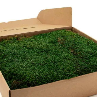Preserved Flat Moss (Box)