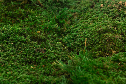 Mousse Plate Stabilis&eacute;e - Bo&icirc;te - Vert