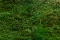 Konservierte Flachmoos (Box) 1