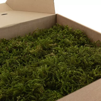Star Moss stabilis&eacute;e (Bo&icirc;te)