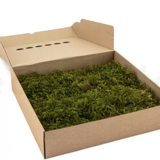 Preserved Star Moss (Box)