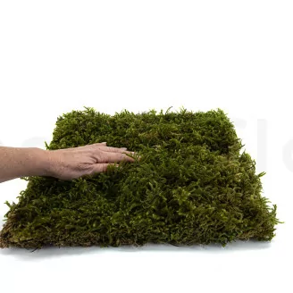 Star Moss stabilis&eacute;e (Bo&icirc;te)