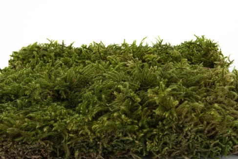 Star Moss preservado - Caja - Verde